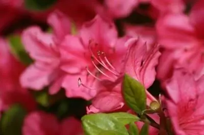 Цветы с неглубокими корнями во Флориде