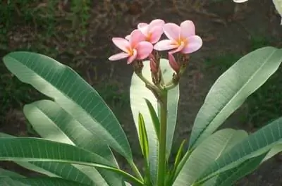 Тропические растения с мелкой корневой системой