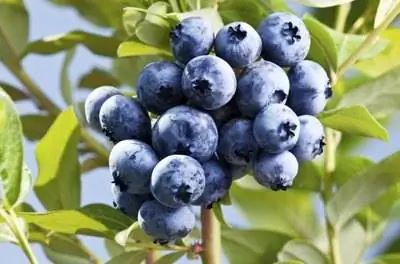 Как вырастить чернику в Иллинойсе