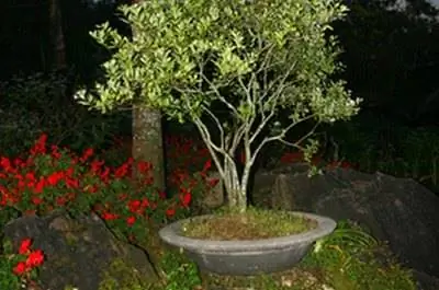 Как сделать дубовый бонсай