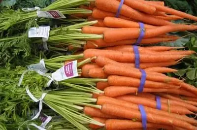 Какие овощи хорошо растут в песке