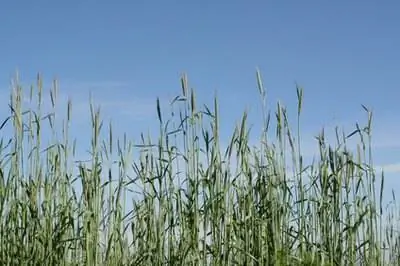 Виды зимней травы, которую могут есть лошади