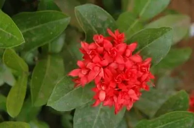 Уход за растениями Иксора