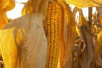 Как уберечь птиц от сладкой кукурузы