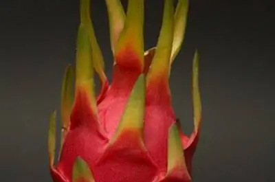 Как ухаживать за драконьим фруктом