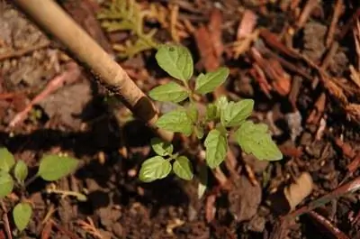 Дефицит фосфатов у томатов