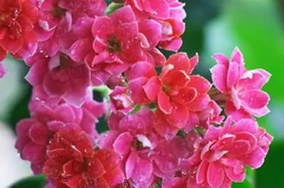 Как ухаживать за розовым каланхоэ