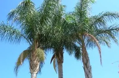 Советы Queen Palm Brown