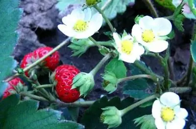 Как посадить клубнику в Южной Луизиане