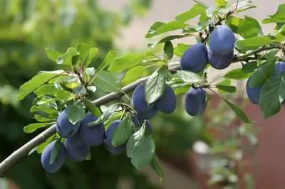 Лучшие фруктовые деревья в Роузбурге, штат Орегон