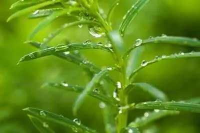 Можжевельник устойчивый к оленям