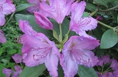 Быстрорастущие вечнозеленые кустарники Миннесоты