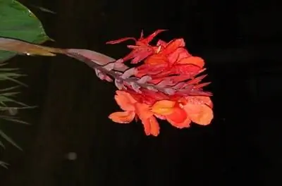 Как ухаживать за водяной канной