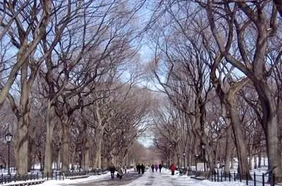 Факты об американском вязах