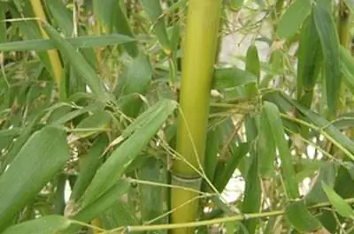 Как посадить бамбук в Орегоне