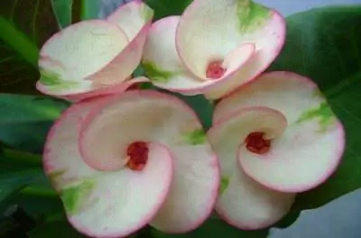 Уход за растениями Терновый венец