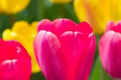 Как сажать луковицы с помощью шнекового сверла