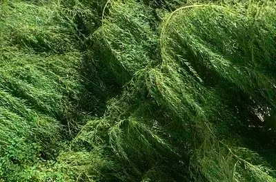 Идентификация корневой гнили плакучей ивы