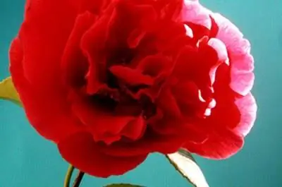 Как вырастить камелии во Флориде