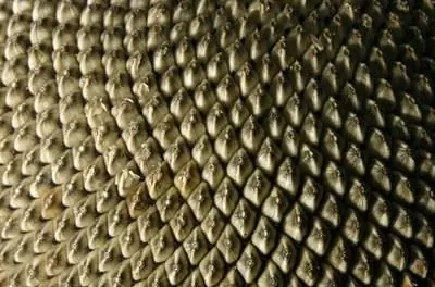 How to Grow & Ешьте семена подсолнечника