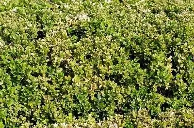 Быстрорастущие кустарники для зоны 9