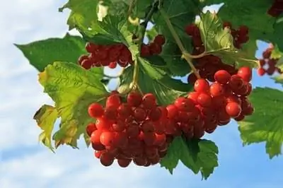 Лучшая калина для тени