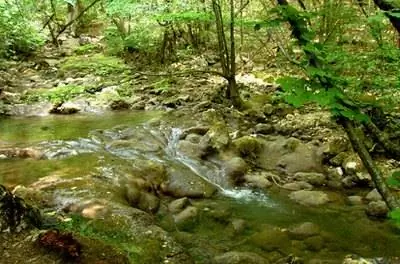 Лучшие сосны для выращивания в Западной Пенсильвании