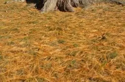 Как удалить корень мертвого дерева