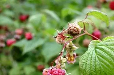 Растения малины & Куриный помет