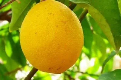 Части лимонного дерева