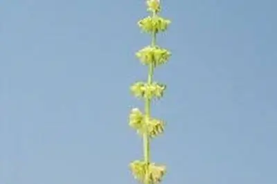 Что мне делать со стеблями базилика & Цветы?