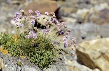 Цветы Armeria maritima в Бретани во Франции. Типичный цветок береговой линии и дюны