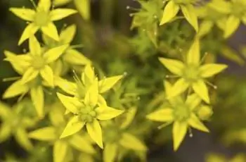 Седум акр, очиток или крассула крупным планом