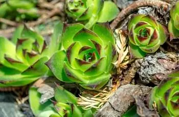 зеленый семпервивум крупным планом, фон в форме естественного растения