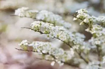 Расфокусированные белые цветы спиреи пастельных тонов