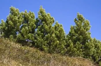 Ветка Pinus mugo на фоне голубого неба в горах, Бавария, Германия