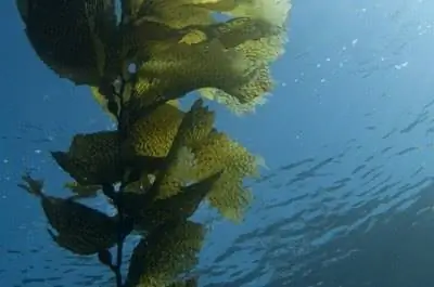 Указания по использованию сезонного раствора