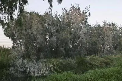 Когда обрезать эвкалипты