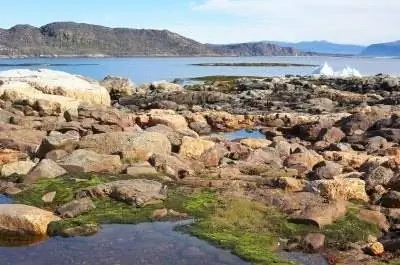 Общие характеристики растений с водорослями