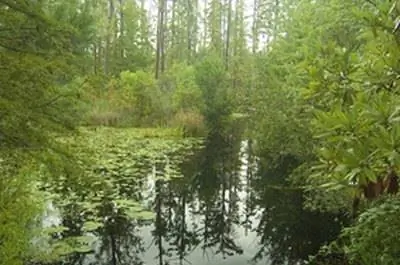 Список кипарисов