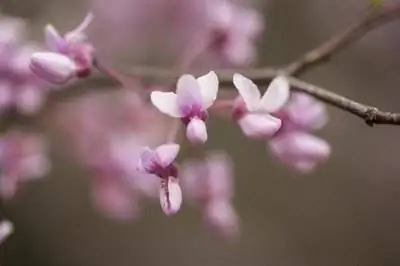 Как вырастить красные бутоны из семян