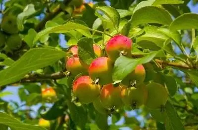 Какие яблони лучше всего опыляют друг друга?