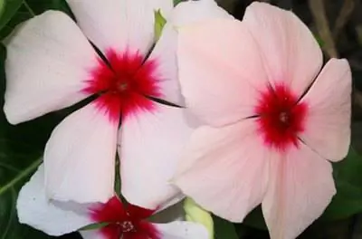 Как вырастить петунию из черенков