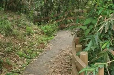 Выращивание бамбука на северо-западе Вашингтона