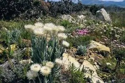 Как вырастить бессмертник