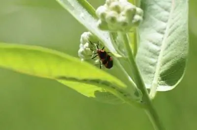 Красные жуки на стеблях цветов