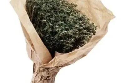 Тимьян как средство от комаров