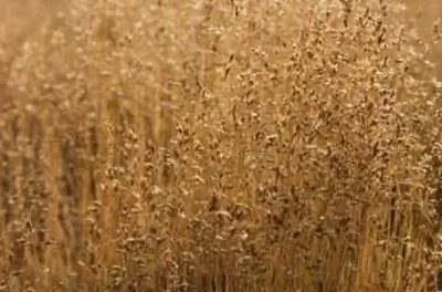 Растительная жизнь лугов