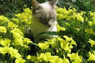 Инсектицид для растений, безопасный для домашних животных