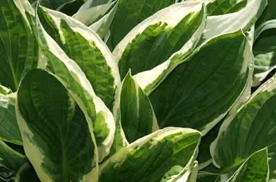 Как обрезать цветы хосты